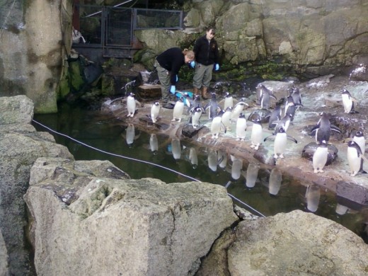 Penguin feeding at Edinburgh Zoo