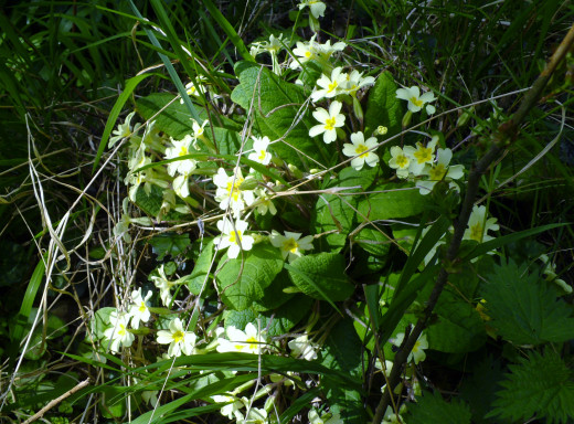Primroses