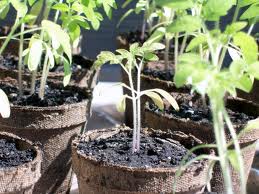 Well Established Tomato Seedlings