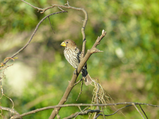Thick-billed Weaver