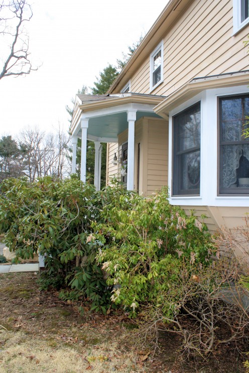 Shrubs to be Moved