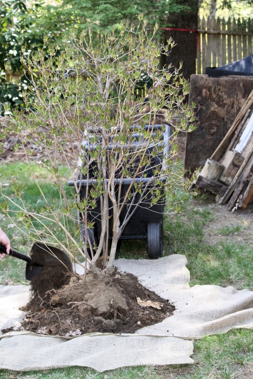 Creating the Ball Base With Burlap