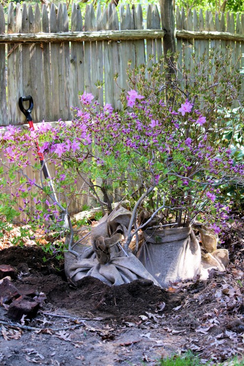 Placing Root Balls in Holding Bed