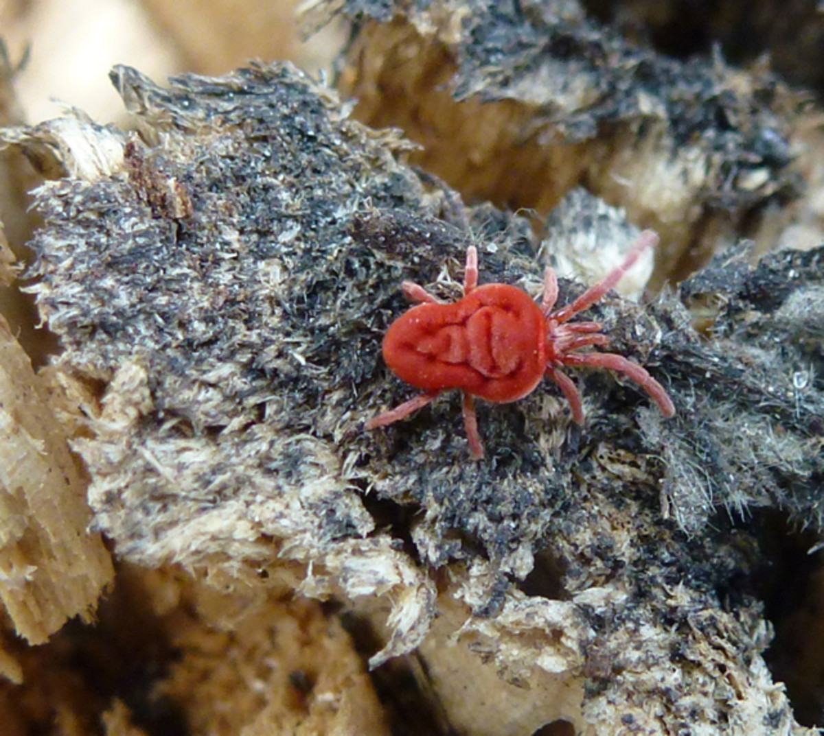 What Are Mites? The Red Velvet Mite (Trombidiidae) | Owlcation