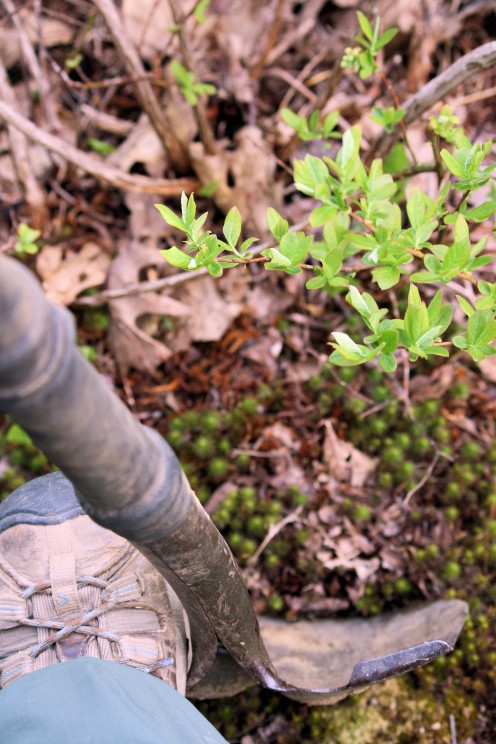 Begin Shrub Removal