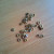 eyelets eyelets