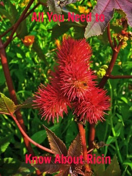 Castor Oil Plant, From Which Ricin is Produced