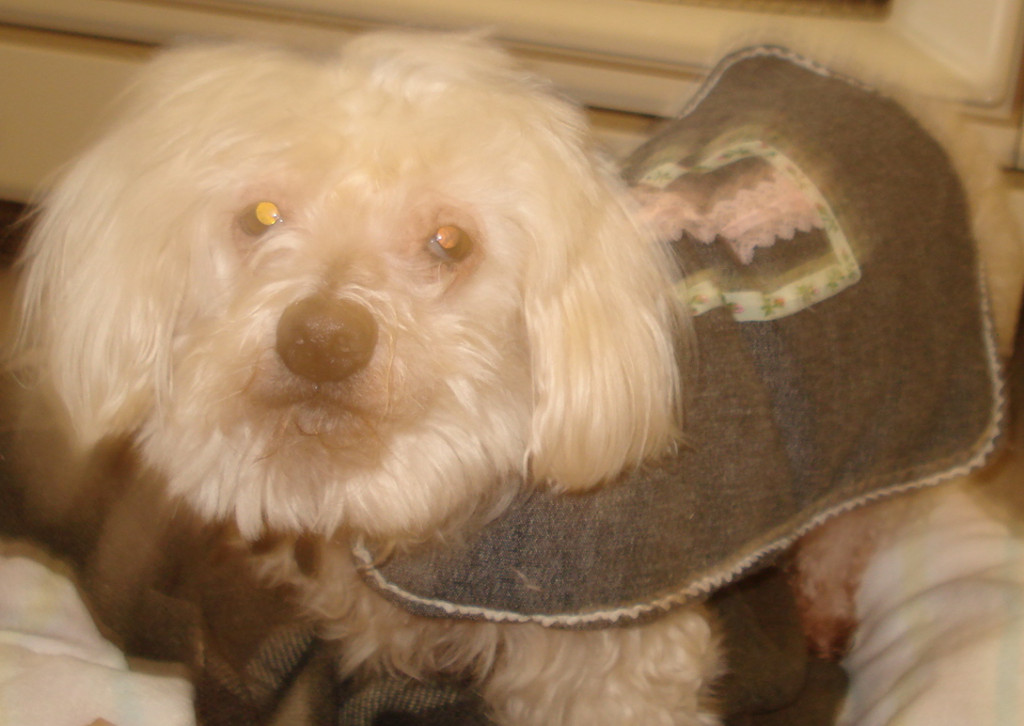 How to Sew an Easy Dog Coat