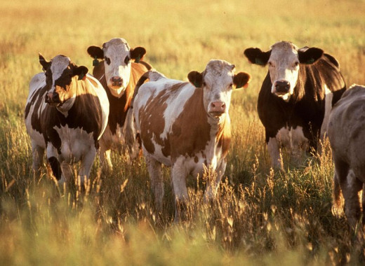 Livestock are responsible for a large portion of the greenhouse gasses that pollute our environment.