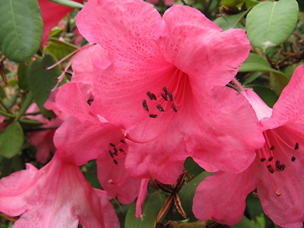 Rhododendron Edgeworthii Care And Culture Travaldo S Blog