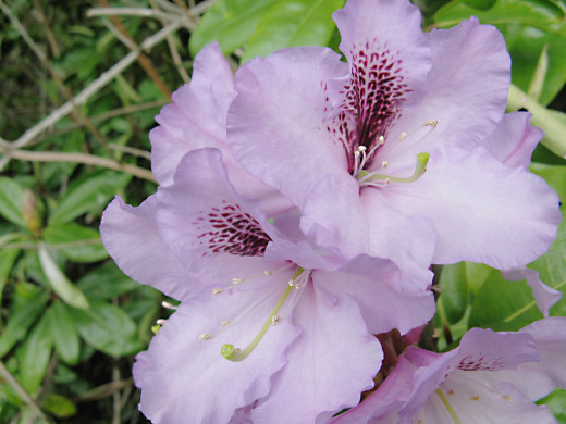 What are some tips and facts about growing azaleas?