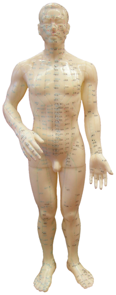 Acupuncture model showing the meridians along which qi or energy flows.