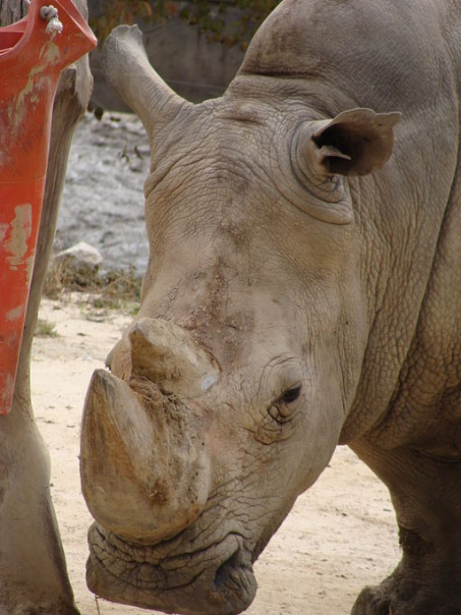 rhinoceros extinct