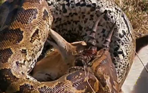 Snake swallowing prey (antelope)