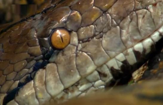 Snake scaly head and lidless eye