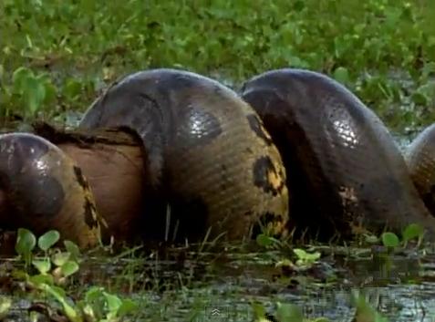 Anaconda squeezing prey