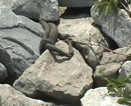 Snakes mating on the rock