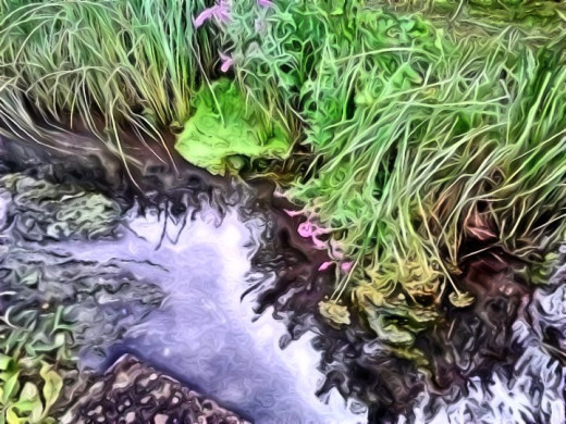 A stream in Pembroke Dock.A babbling brook of life.