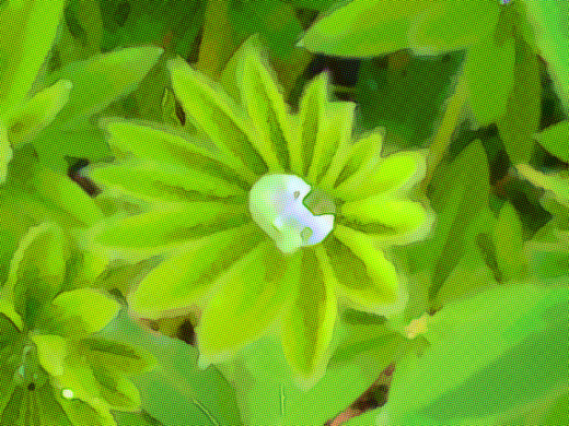 An angel's dew drop.