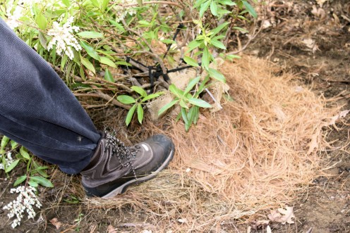 Tamping on Pine Needles and Leaf Mulch.