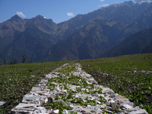 Lush green April close to Kuari Pass