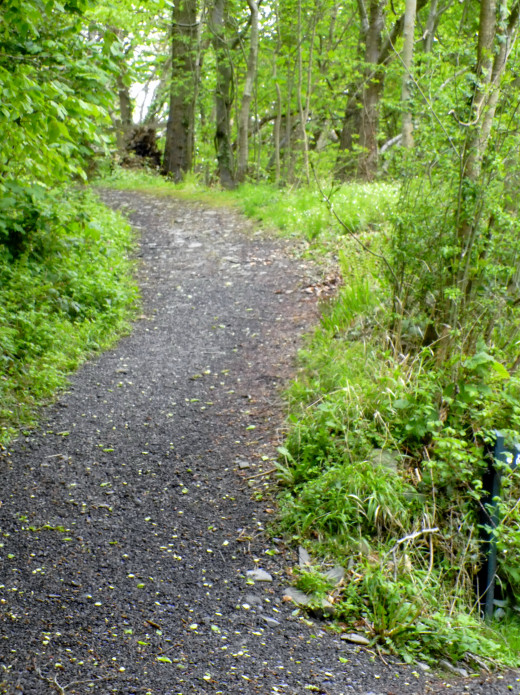 A pth leading through the forest but we'll leave that for another day as we will not have time to do it all today.