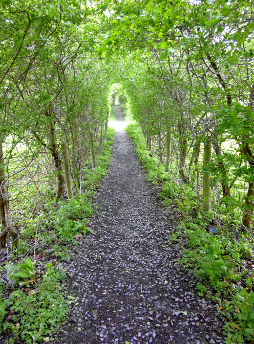 A corridor of true wonder. This was different as trees have been planted and they create a leafy archway.Oh how beautiful !!!