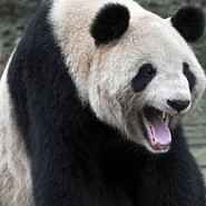 Google Panda takes down websites.