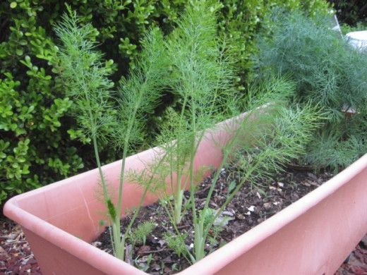 Fennel and dill growing well in our EarthBox