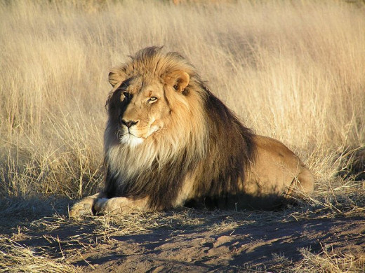 https://en.wikipedia.org/wiki/File:Lion_waiting_in_Namibia.jpg