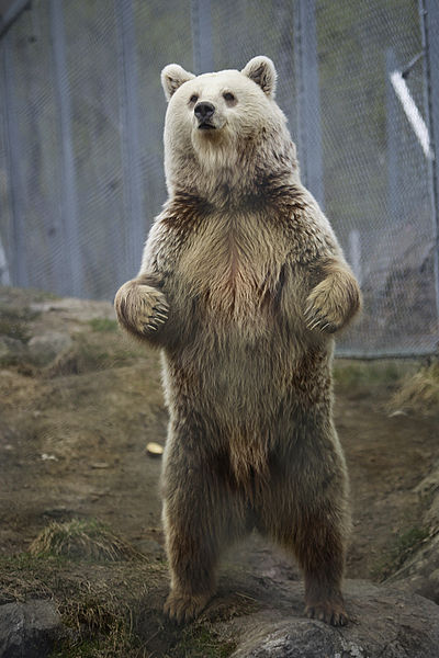 https://en.wikipedia.org/wiki/File:Ursus_arctos_-_Norway.jpg