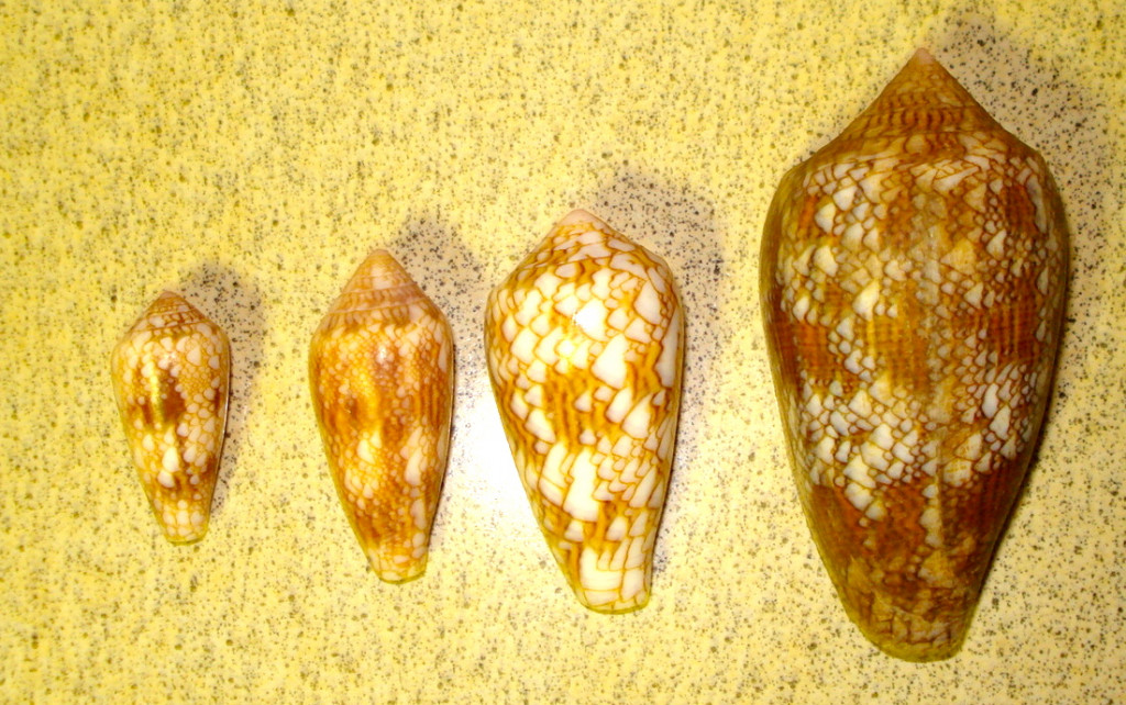 Cone Sea Shells