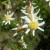 Are these flowers or mini windmills? Are these flowers or mini windmills?
