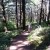TJ walks along the steep forest path TJ walks along the steep forest path