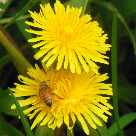 A bee on dandelions