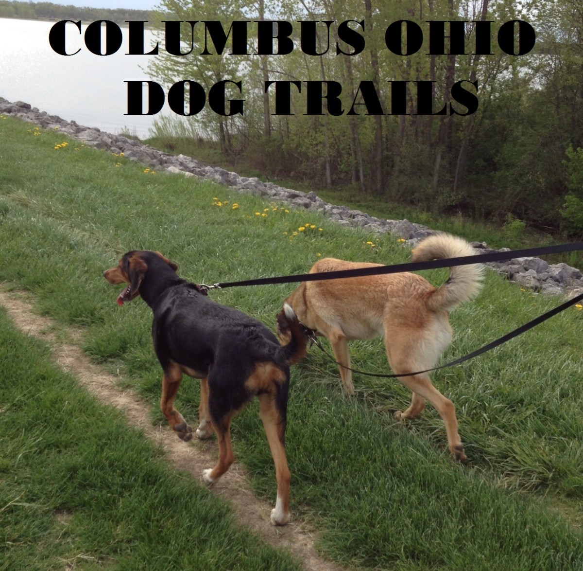 Five Great Places to Hike With Your Dog Near Columbus