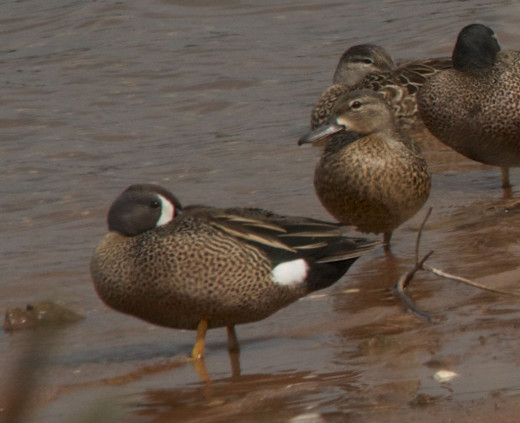 Blue-winged Teal Pair, Male on Left