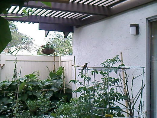 Container garden on patio with a hummingbird on duty.