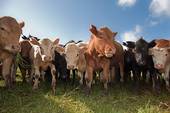 herd of cattle