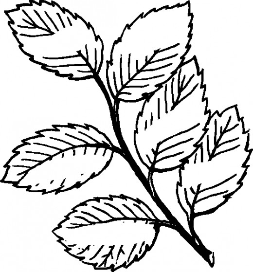After clearing some space in every leave using paint software 