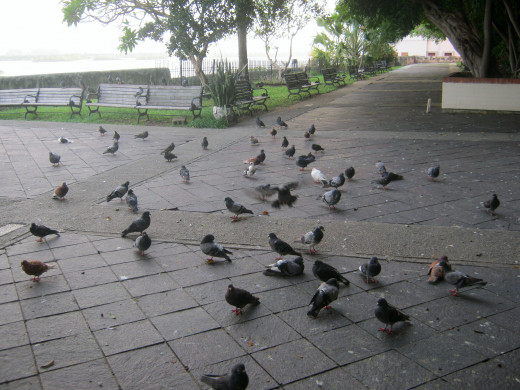 Pigeon's Park