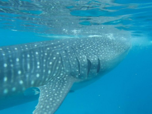 Oslob, Cebu, Philippines - Swimming, Snorkeling, Diving With The Whale Sharks