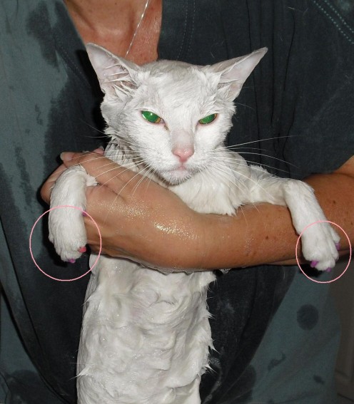 This Kitty is an indoor cat who escaped into the wild outside world.  Once we found her, she obviously needed a bath.  Poor Kitty.