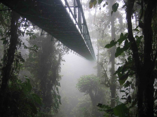 Photograph by Dirk van der Made.  Shows the Cloud Forest in Mexico where Salvia divinorum is found.