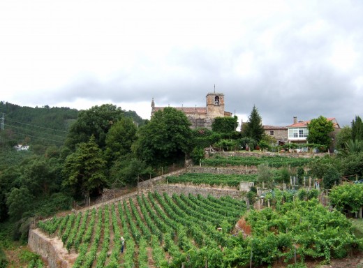 Vineyards near San Paio,  Ribadavia