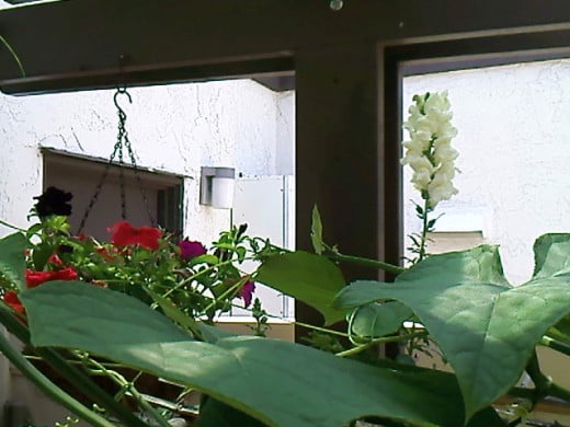 The proud snapdragon flower as it past through the chayote trellis.