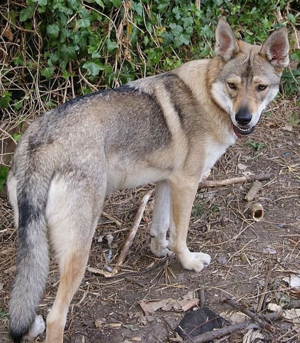 The Best Seven Dogs That Look Like Wolves PetHelpful