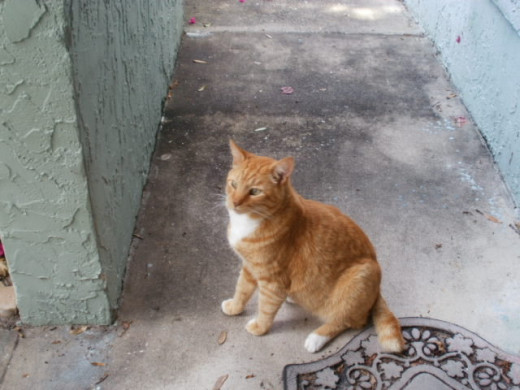 See how short Garfield's tail is?