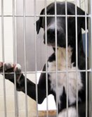 My name is Bella and I'm a lover and just a pup.  I love people and need a home as soon as possible.  I am a lab mix.