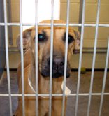 My name is Bambi and I really am a sweet girl.  I am a Great Dane mix which means "Gentle Giant" in Danish.  I need a home very soon.  I love to cuddle and go for walks.
